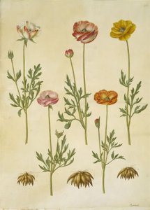 Ranunculus asiatica (har ranunkel) av Hans Simon Holtzbecker