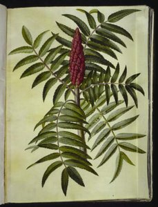 Rhus typhina (hjort) av Hans Simon Holtzbecker