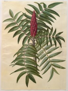 Rhus typhina av Hans Simon Holtzbecker