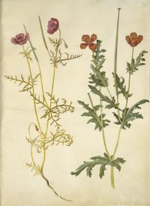Roemeria hybrida (violett hornvalmue); Glaucium horniculatum (röd hornskulpe) av Hans Simon Holtzbecker