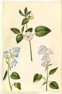 Rosa (?) (rosa); Syringa vulgaris (vanlig syra) av Hans Simon Holtzbecker