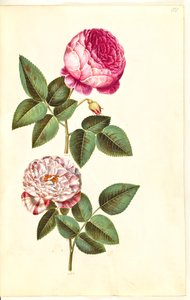 Rosa × centifolia (centifolie-rosa); Rosa gallica versicolor (