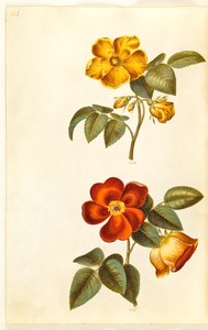 Rosa foetida (gul rose); Rosa foetida (tyrkisk rose) av Hans Simon Holtzbecker