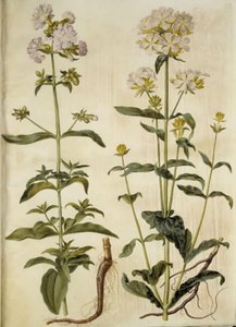 Saponaria officinalis (vanlig tvålört) av Hans Simon Holtzbecker