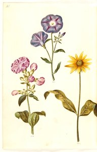 Saponaria officinalis (vanlig tvålört); Convolvulus tricolor (jungfrukjol); Helianthus (?) (solrosarter) av Hans Simon Holtzbecker