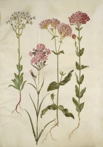 Saxifraga paniculata (stensaxbräcka); Silene viscaria (vanlig tjärnejlika); Silene armeria (knut-limwort); av Hans Simon Holtzbecker
