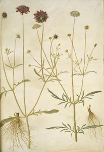 Scabiosa atropurpurea (enkeblomst); Scabiosa columbaria (två-skabiose) av Hans Simon Holtzbecker