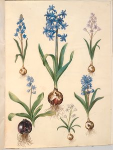 Scilla bifolia (tobladet skilla); Orientalisk hyacint (almindelig hyacint); vacker skilla (himmelblå skilla) av Hans Simon Holtzbecker