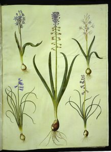 Scilla bifolia (tvåbladig scilla); Muscari comosum (skymningshyacint); Brimeura amethystina (pyrenisk hyacint) av Hans Simon Holtzbecker