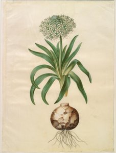 Scilla peruviana (jätte scilla) av Hans Simon Holtzbecker