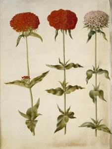 Silene chalcedonica (brinnande kärlek) av Hans Simon Holtzbecker