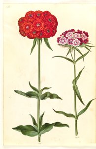 Silene chalcedonica (brinnande kärlek); Dianthus barbatus (studentnejlika) av Hans Simon Holtzbecker