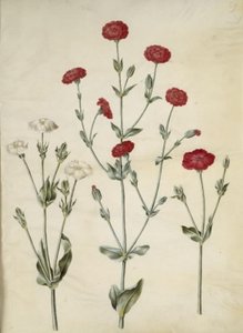 Silene coronaria (krona sjöborre) av Hans Simon Holtzbecker