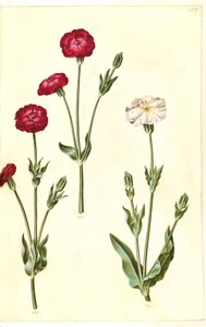 Silene coronaria (krona sjöborre) av Hans Simon Holtzbecker