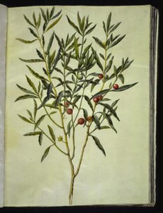 Solanum pseudocapsicum (Jerusalem-korallträd)