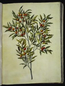 Solanum pseudocapsicum (Jerusalem-korallträd) av Hans Simon Holtzbecker