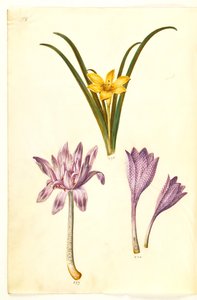 Sternbergia lutea (almindelig sternbergia); Colchicum autumnale (høst-tidløs); Colchicum brokig (plettet tidløs) av Hans Simon Holtzbecker