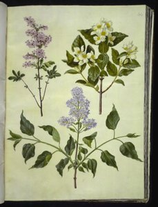 Syringa ×persica (persisk syra); Philadelphus coronarius (doftande pipved); Syringa vulgaris (vanlig syra) av Hans Simon Holtzbecker