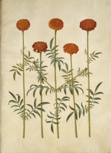 Tagetes patula (bommad sammetsblomma) av Hans Simon Holtzbecker