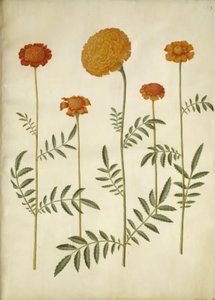 Tagetes patula (bommad sammetsblomma); Tagetes erecta (upprätt sammetsblomma) av Hans Simon Holtzbecker