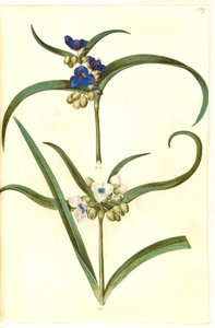 Tradescantia virginiana eller Tradescantia ohiensis (?) (blomsterjøde) av Hans Simon Holtzbecker