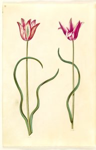 Tulipa clusiana (clusius-tulpan) av Hans Simon Holtzbecker