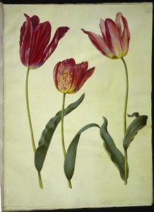 Tulipa gesneriana (har tulpan) av Hans Simon Holtzbecker