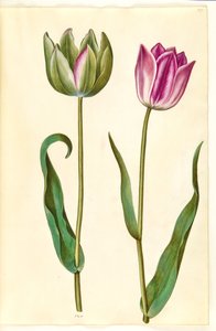 Tulipa gesneriana (har tulpan)