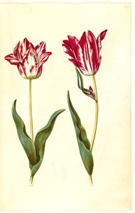 Tulipa gesneriana (har tulpan) av Hans Simon Holtzbecker
