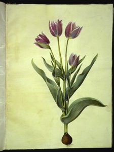 Tulipa gesneriana (har tulpan) av Hans Simon Holtzbecker