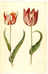 Tulipa gesneriana (har tulpan) av Hans Simon Holtzbecker