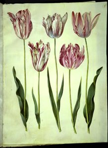Tulipa gesneriana (har tulpan) av Hans Simon Holtzbecker