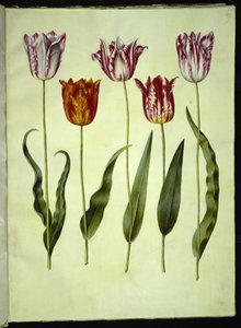 Tulipa gesneriana (har tulpan) av Hans Simon Holtzbecker
