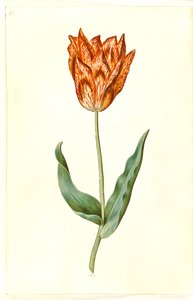 Tulipa gesneriana (har tulpan) av Hans Simon Holtzbecker