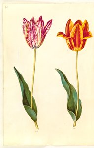 Tulipa gesneriana (har tulpan) av Hans Simon Holtzbecker