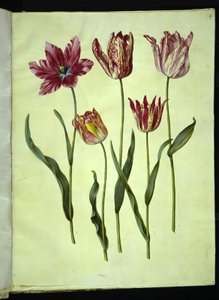 Tulipa gesneriana (har tulpan) av Hans Simon Holtzbecker