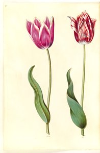Tulipa gesneriana (har tulpan) av Hans Simon Holtzbecker