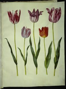 Tulipa gesneriana (har tulpan) av Hans Simon Holtzbecker