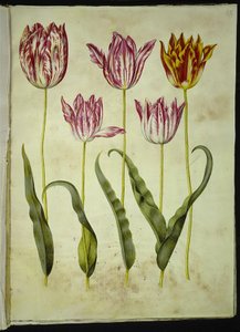 Tulipa gesneriana (har tulpan) av Hans Simon Holtzbecker