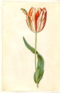 Tulipa gesneriana (har tulpan)