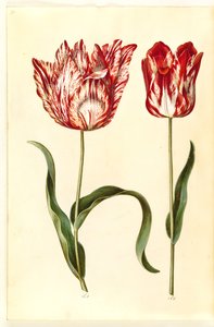 Tulipa gesneriana (har tulpan)