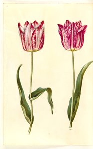 Tulipa gesneriana (har tulpan) av Hans Simon Holtzbecker