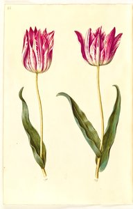Tulipa gesneriana (har tulpan) av Hans Simon Holtzbecker
