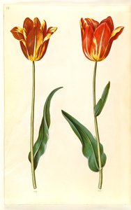 Tulipa gesneriana (har tulpan) av Hans Simon Holtzbecker