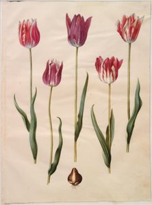 Tulipa gesneriana (har tulpan) av Hans Simon Holtzbecker