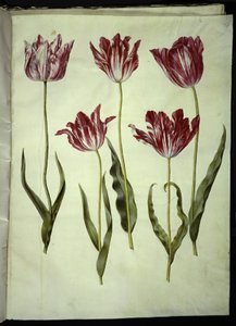 Tulipa gesneriana (har tulpan) av Hans Simon Holtzbecker