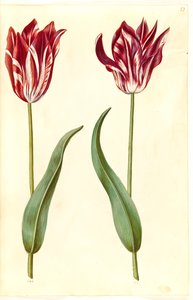 Tulipa gesneriana (har tulpan) av Hans Simon Holtzbecker