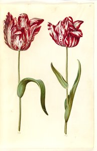 Tulipa gesneriana (har tulpan) av Hans Simon Holtzbecker