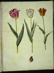 Tulipa gesneriana (har tulpan) av Hans Simon Holtzbecker