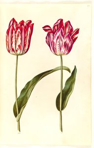 Tulipa gesneriana (har tulpan) av Hans Simon Holtzbecker